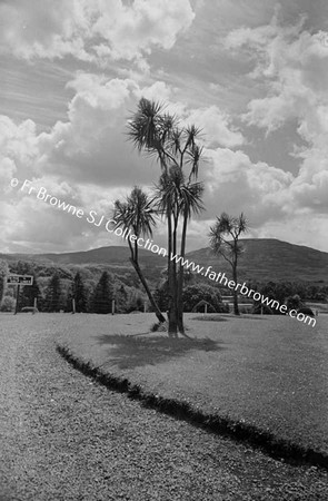 ICA DRACINIA CABBAGE PALMS